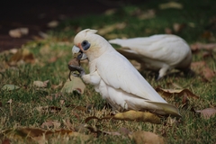 Little Corella photo 5