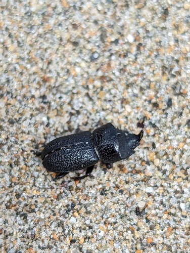 Rugose Stag Beetle photo 4