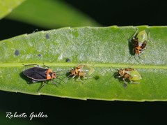 Aspidobothrys ruficeps