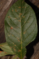 Mompha solomoni