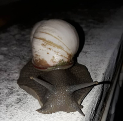 Megalobulimus lorentzianus