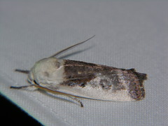 Cryptophasa albacosta