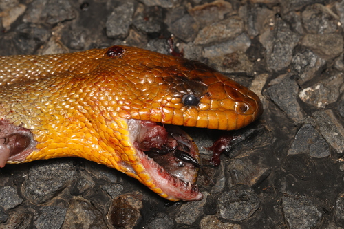 Woma Python sighting