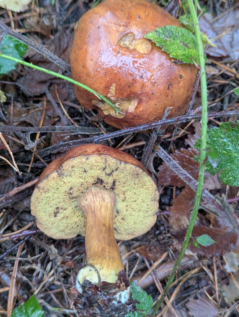 Imleria badia · November 2025 · photo: © pilmar (iNaturalist, cc0)