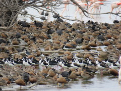 Himantopus mexicanus