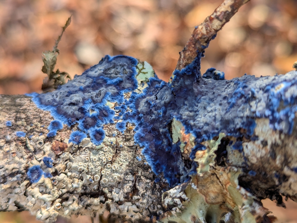 Terana coerulea · November 2025 · photo: © alinamartin (iNaturalist, cc-by)