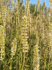 Salvia uliginosa