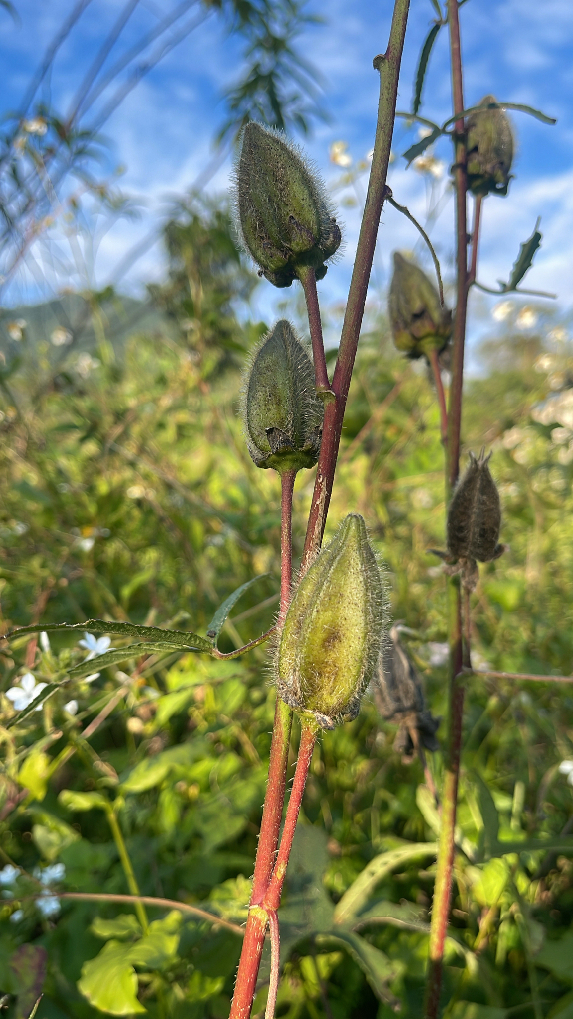 Cây bông vàng — ảnh 3