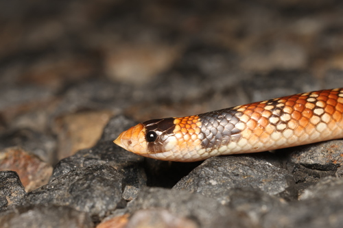 Eastern Shovel-nosed Snake sighting