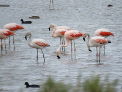 Phoenicopterus chilensis
