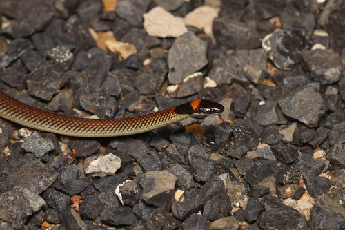 Red-naped Snake sighting