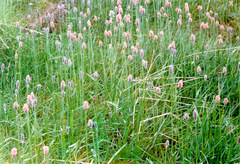 Alopecurus magellanicus