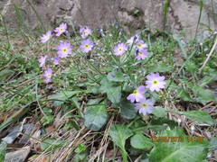Primula farinifolia