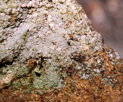 Trapelia placodioides