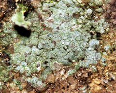 Trapelia placodioides