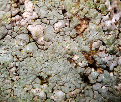 Trapelia placodioides