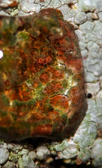 Trapelia placodioides