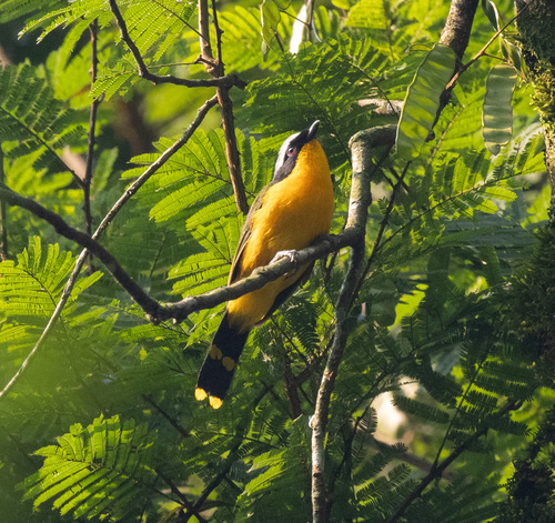 Many-colored Bushshrike (Chlorophoneus multicolor)