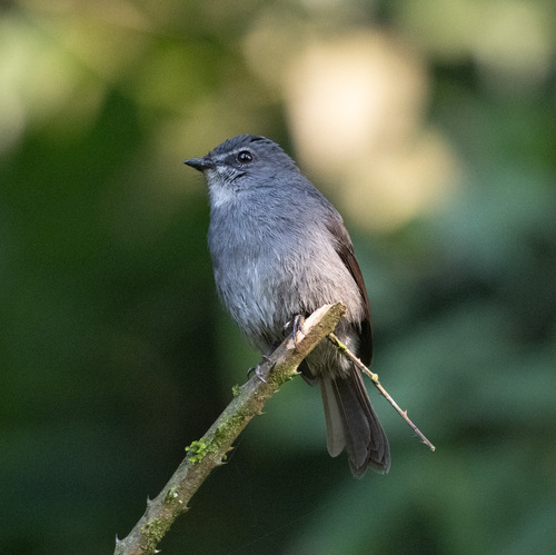 Dusky-blue Flycatcher (Bradornis comitatus), photo 6
