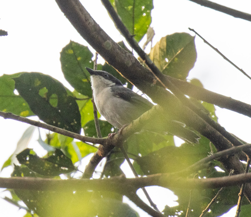 Pink-footed Puffback (Dryoscopus angolensis), photo 3
