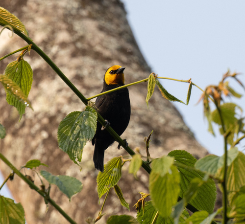 Black-billed Weaver (Ploceus melanogaster), photo 5