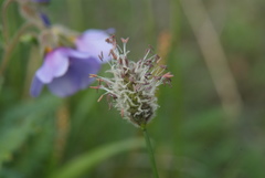 Alopecurus magellanicus