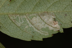 Phyllocnistis ampelopsiella