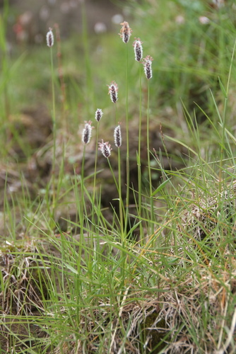Alpine Foxtail