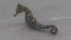 Hippocampus ingens