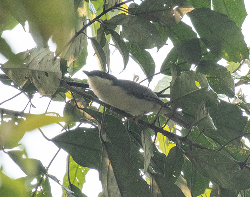 Pink-footed Puffback (Dryoscopus angolensis), photo 2