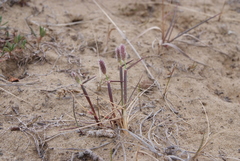 Alopecurus magellanicus