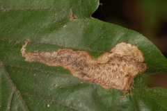 Coptotriche castaneaeella