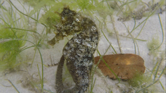 Hippocampus ingens