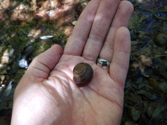 Helminthoglypta traskii