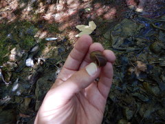 Helminthoglypta traskii