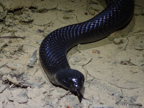 Blue-bellied Black Snake sighting