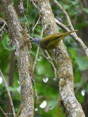 Arizelocichla tephrolaema