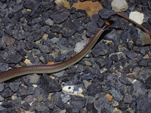 Red-naped Snake sighting