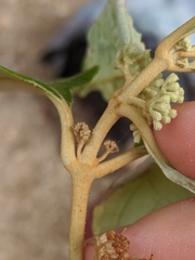 Callicarpa candicans