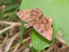 Anastrus sempiternus sempiternus