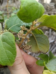 Callicarpa candicans