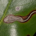 Coleophora kalmiella - Photo (c) Charley Eiseman, algunos derechos reservados (CC BY-NC), subido por Charley Eiseman