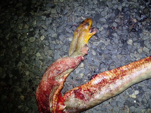 Woma Python sighting