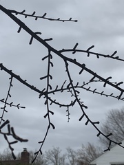 Pseudolarix amabilis