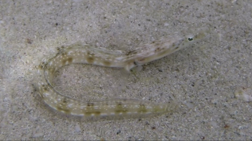 Orangethroat Pikeblenny