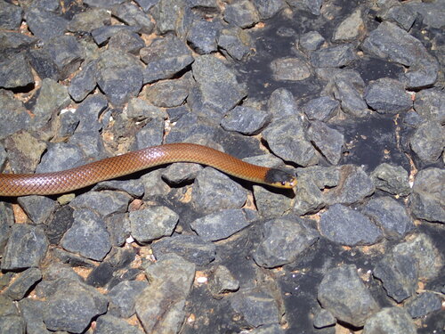 Black-naped Hooded Snake sighting