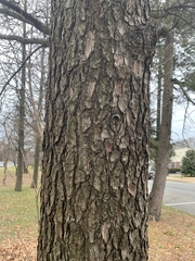 Pseudolarix amabilis