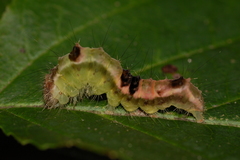 Acronicta hamamelis
