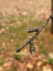 Pseudolarix amabilis