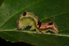 Acronicta hamamelis